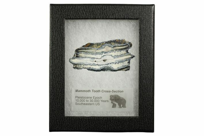 Mammoth Molar Slice With Case - South Carolina #349969